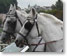 Horse Carriage Salzburg