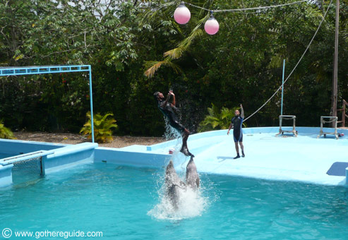 Manati Park Dominican Republic Dolphin Show