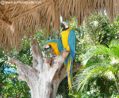 Manati Park Dominican Republic Parrots