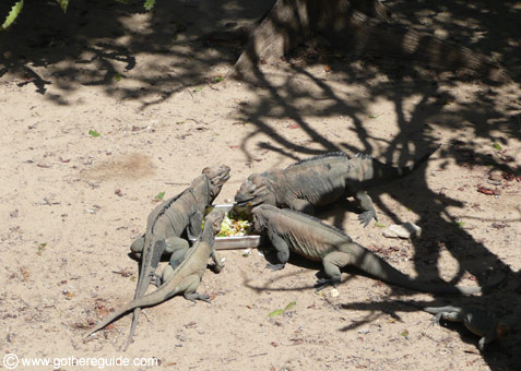 Manati Park Dominican Republic Iguanas