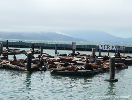 Fishermans Wharf Seals