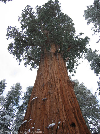 General Sherman tree Sequoia Park California