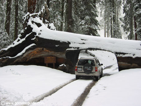 Sequoia park Tunnel Log